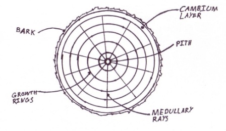 wood layers
